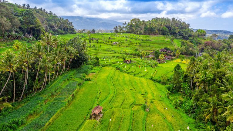 east-bali-rice-field-1
