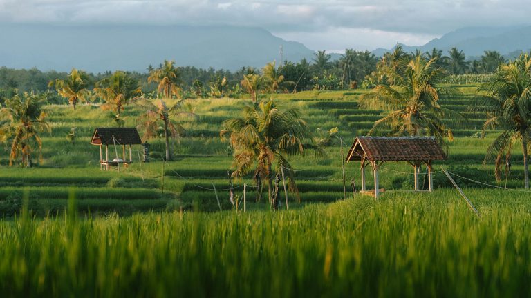 rice-field-3