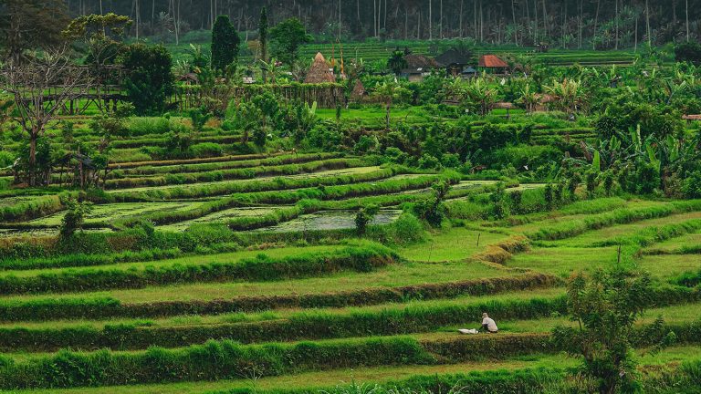 rice-field-4